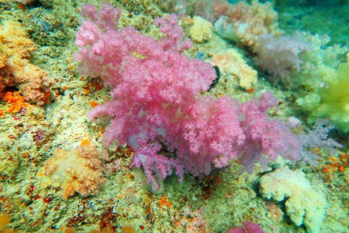 帕劳浮潜一次大概多少钱,帕劳浮潜穿泳衣还是泳裤