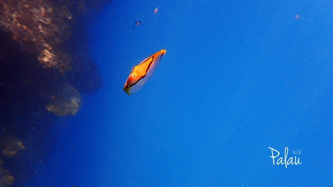 帕劳浮潜一次大概多少钱,帕劳浮潜穿泳衣还是泳裤