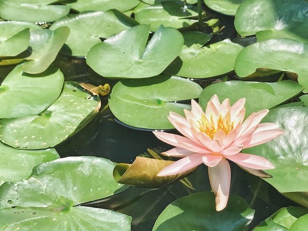 泼水节旅游详细攻略,泼水节应该去曼谷还是芭提雅