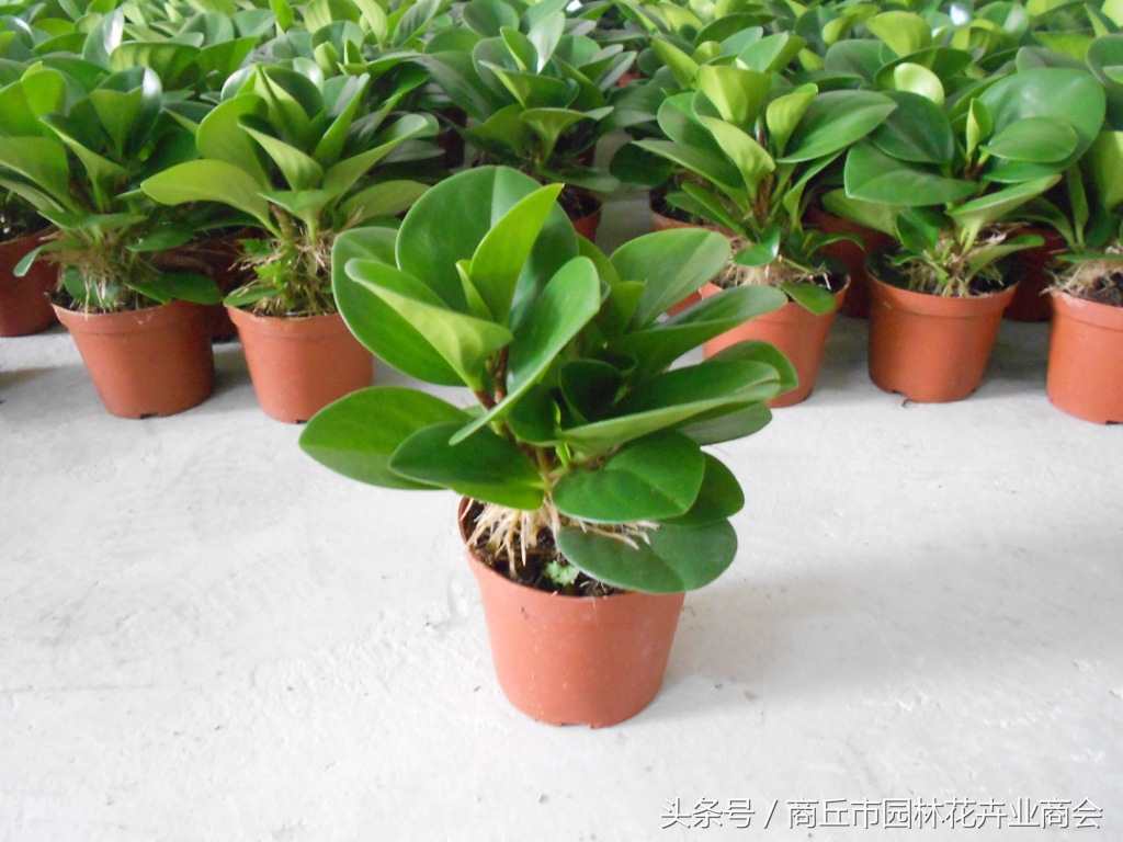 碧玉怎么养护最好,碧玉的养护技巧和方法