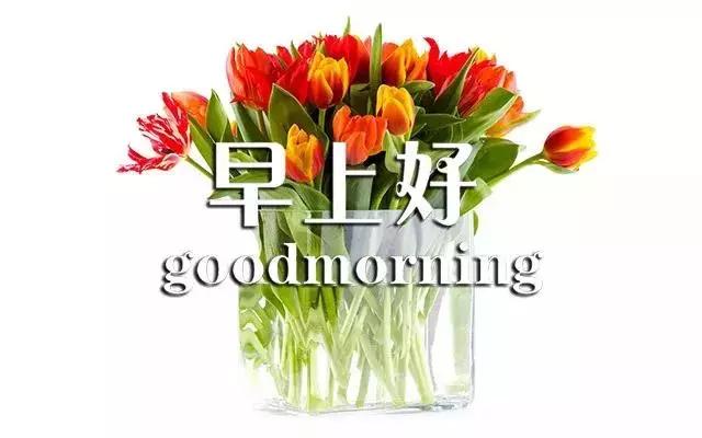 最新早上好图片鲜花带字微信朋友圈早安一句话心情短语