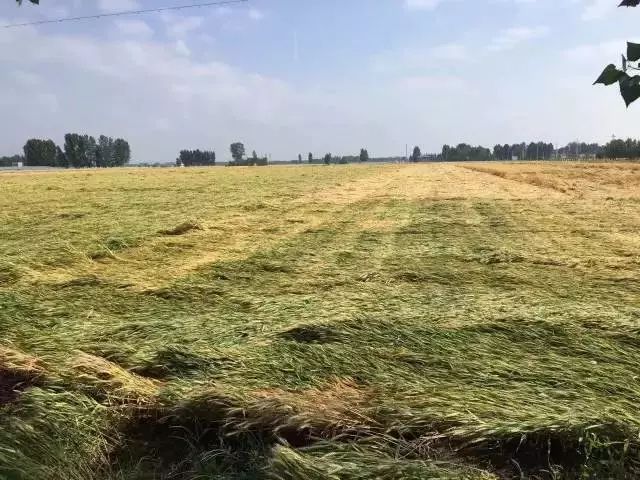 小麦刚入冬就倒伏怎么办,狂风加大雨小麦倒伏