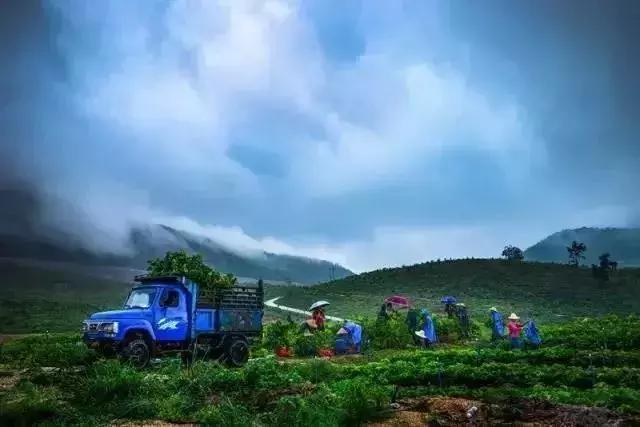 海南推出1000个共享农庄,海南共享农庄批几个村庄