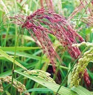 海南共享农庄批几个村庄,海南2019年首批共享农庄