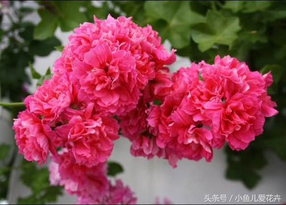 天竺葵常见的病虫害及防治方法,天竺葵锈病是由什么引起的病害