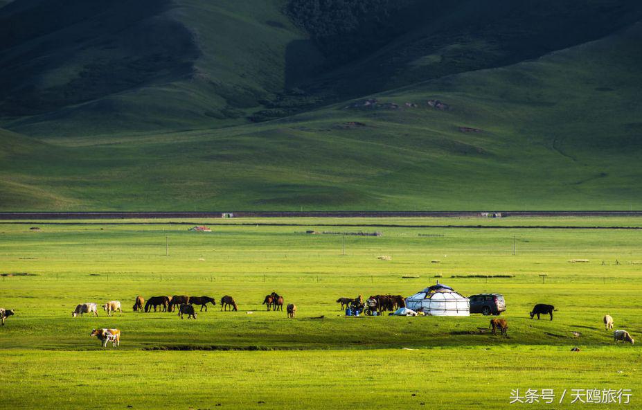 野狼谷乌拉盖狼王,乌拉盖野狼谷还有狼王吗