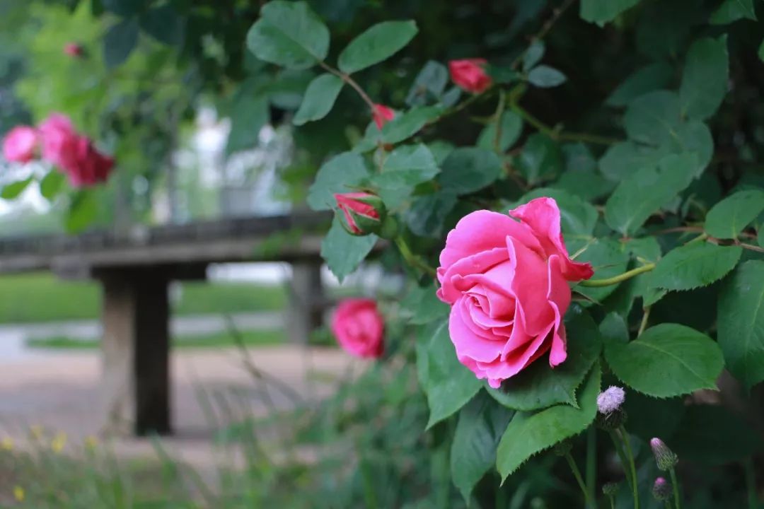 海大校花,海大双胞胎校花