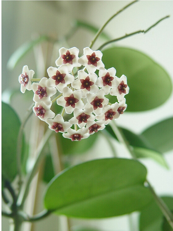 哪种球兰最容易开花最好养,球兰香气四溢