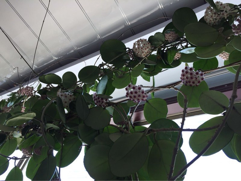 哪种球兰最容易开花最好养,球兰香气四溢