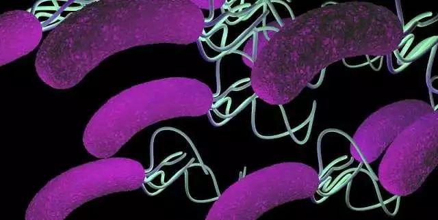 感染幽门螺旋杆菌会传染给小孩吗,幽门螺旋杆菌再次感染几率有多大