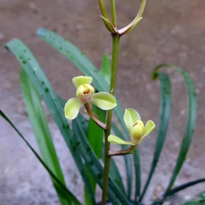 中华水仙-建兰四季兰新名品