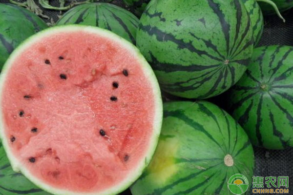 今日西瓜价格最新行情绿果网,今天西瓜批发价是多少钱一斤