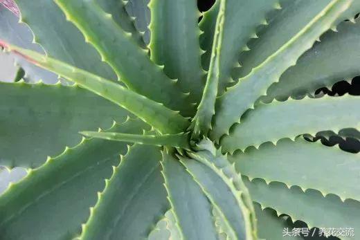 芦荟常见病虫害防治,芦荟有病虫害吗
