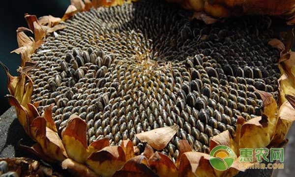 2022年今天油葵价格后期走势如何,2020葵花市场行情价格