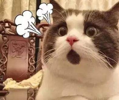 猫咪吃生肉好还是熟肉好,猫咪生肉和熟肉哪个更好消化