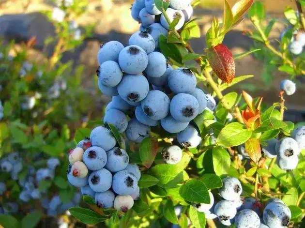 最新蓝莓采摘,蓝莓基地怎么采摘蓝莓