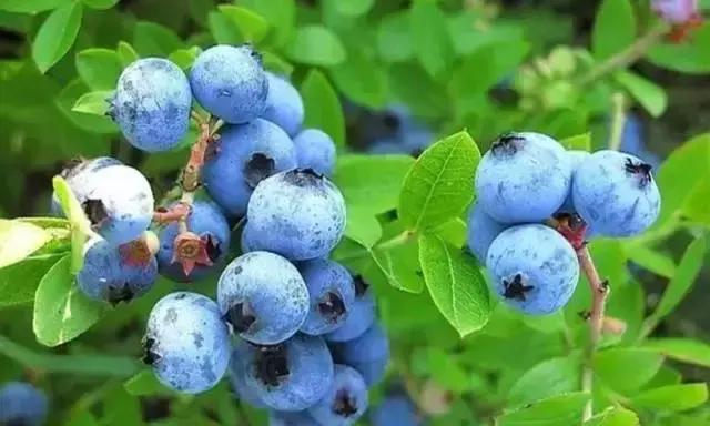 最新蓝莓采摘,蓝莓基地怎么采摘蓝莓