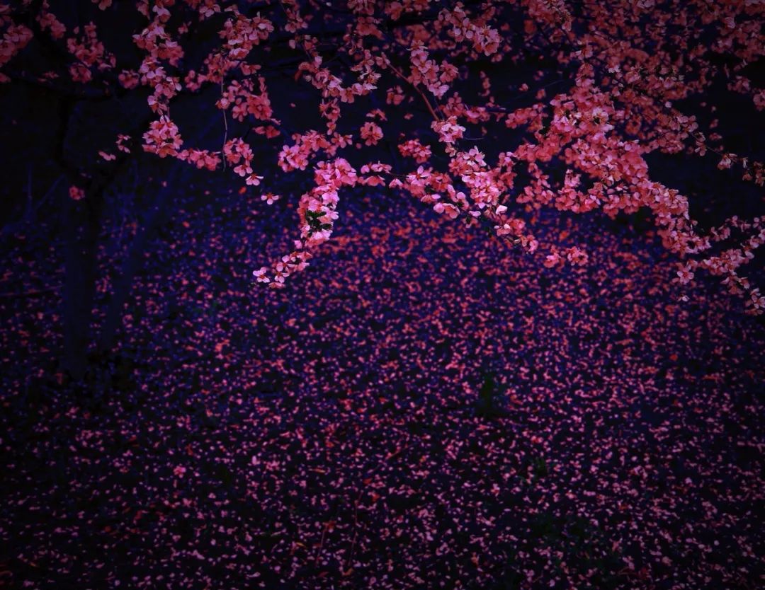 黄正华的诗词,黄正华经典诗词