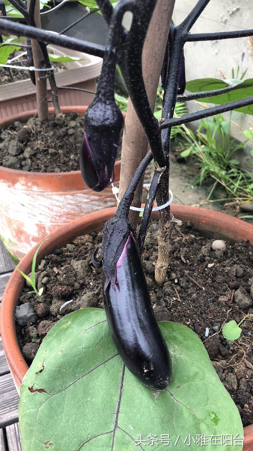 10种阳台菜种植方法,8个阳台种菜的小诀窍