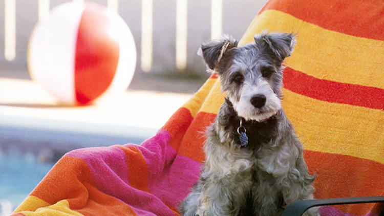 狗狗一出门就不见人了怎么办,狗狗在家老是咳嗽一出门就不咳