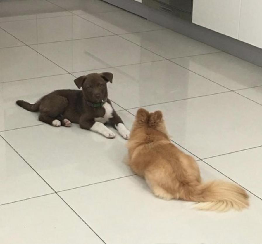 被小狗霸占了大床，狗狗一脸哀怨看着妈妈