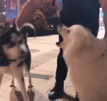 哈士奇和萨摩耶的日常打架,哈士奇和萨摩耶见面