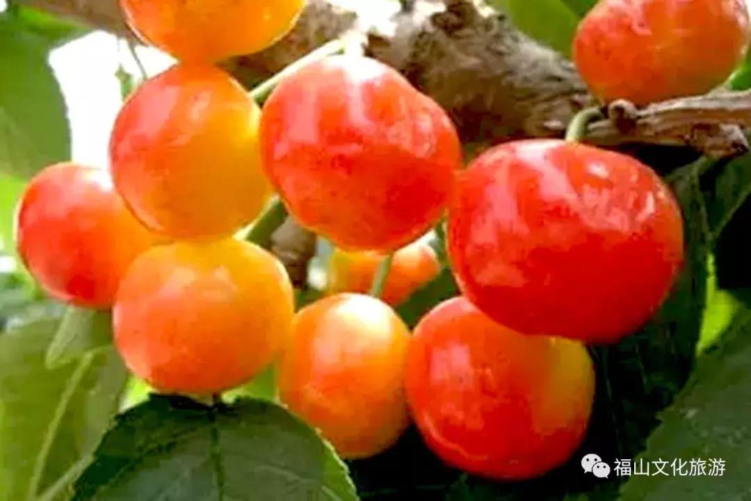 2020年烟台大棚樱桃采摘,最美樱桃季烟台露天大樱桃采摘啦