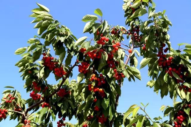 2020年烟台大棚樱桃采摘,最美樱桃季烟台露天大樱桃采摘啦