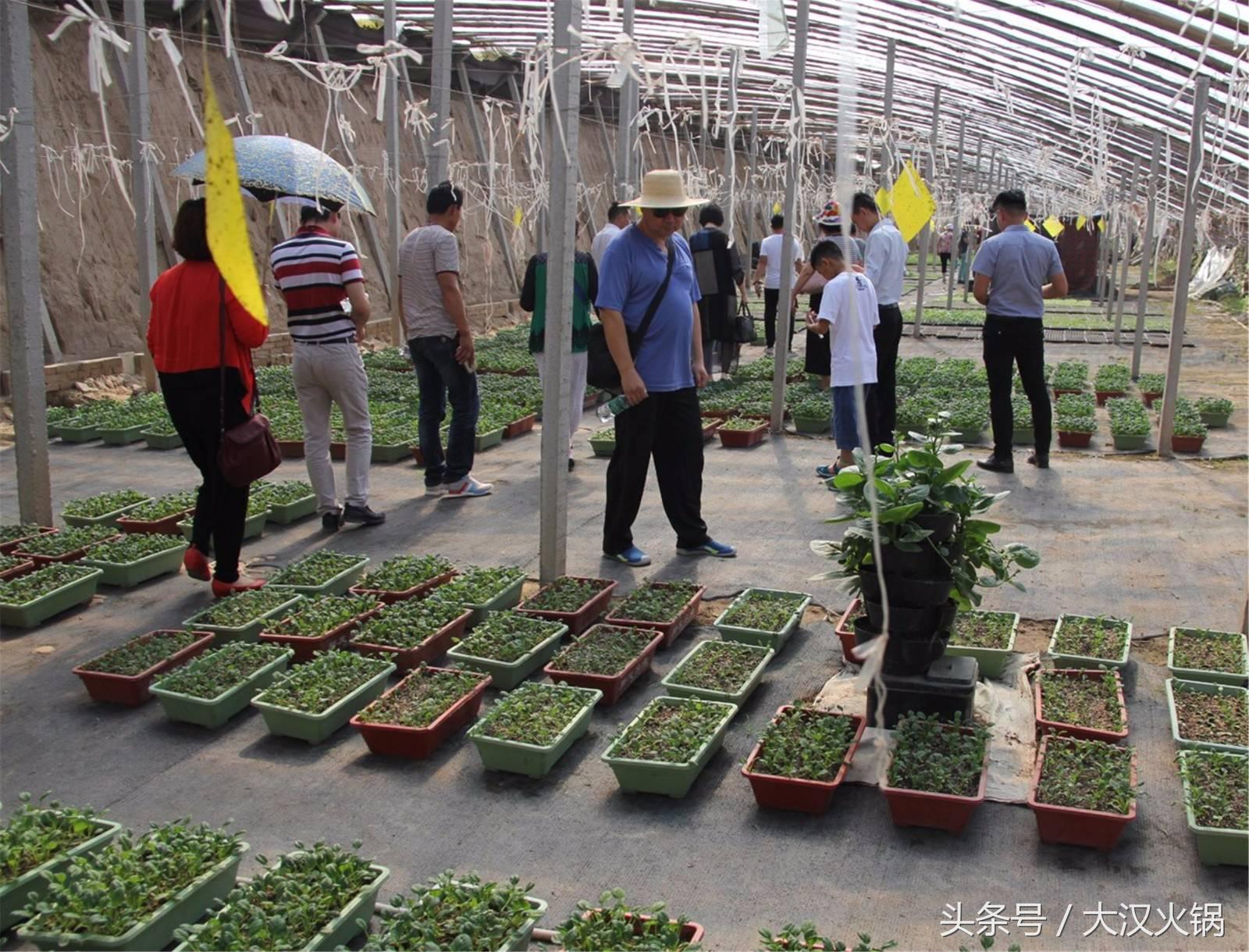 大汉火锅成都,大汉火锅中兴路