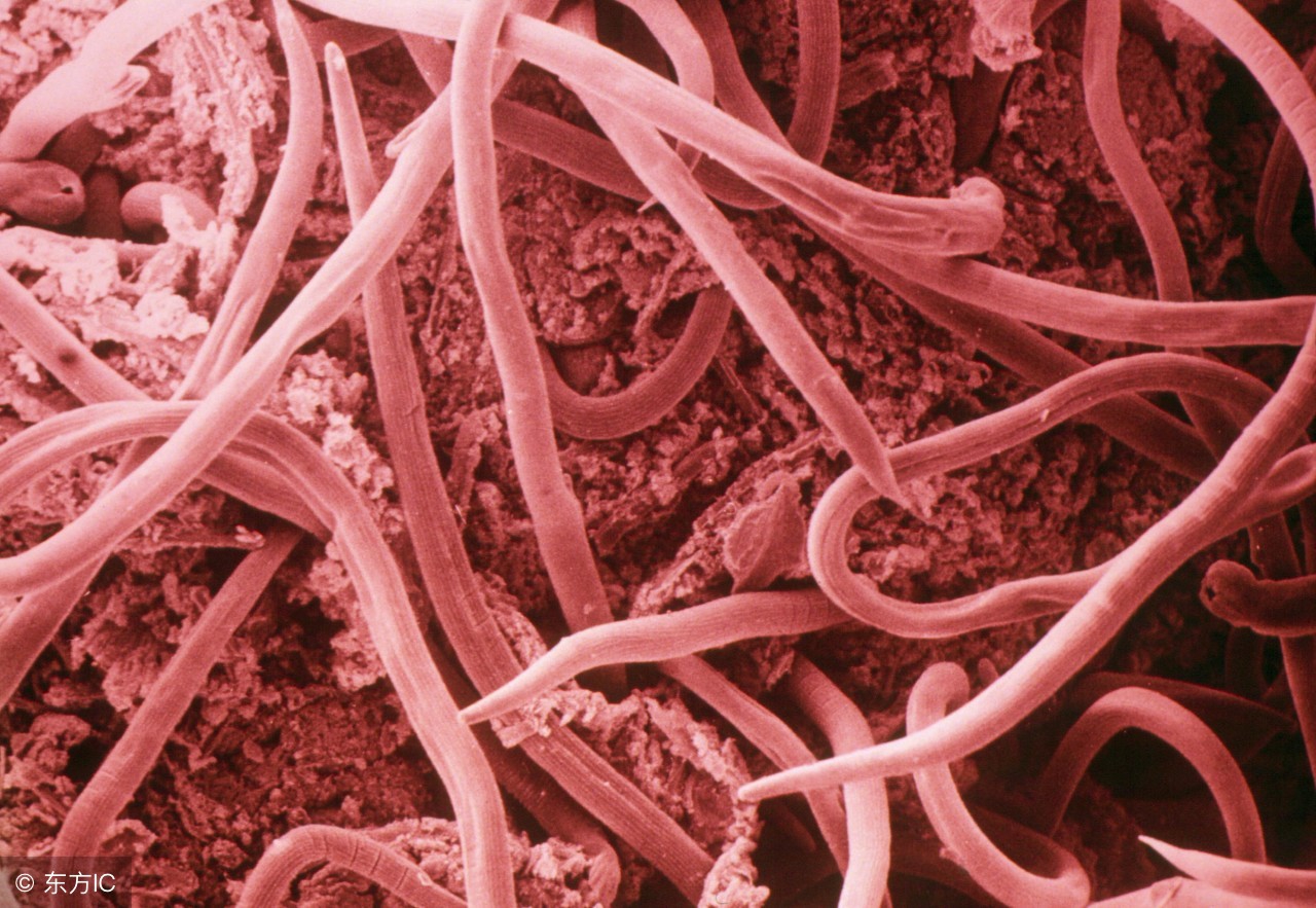 「烫烫冷知识」内容总结