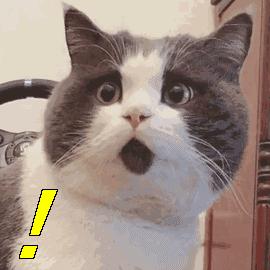 鲟鳇鱼黑龙江纯野生,黑龙江原来最大的鱼鳇鱼