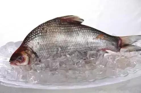 鲟鳇鱼黑龙江纯野生,黑龙江原来最大的鱼鳇鱼