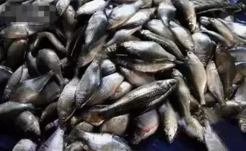 中国黑龙江的鳇鱼,探秘黑龙江鳇鱼