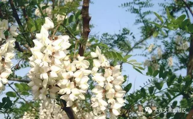 大连周边最佳赏槐地美的让人窒息