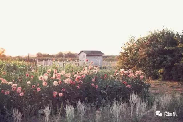 抑郁症疗愈花园,抑郁情绪疗愈法