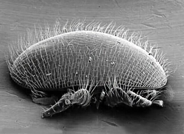 去螨虫的最佳方法脸上,脸上治疗螨虫最好的方法