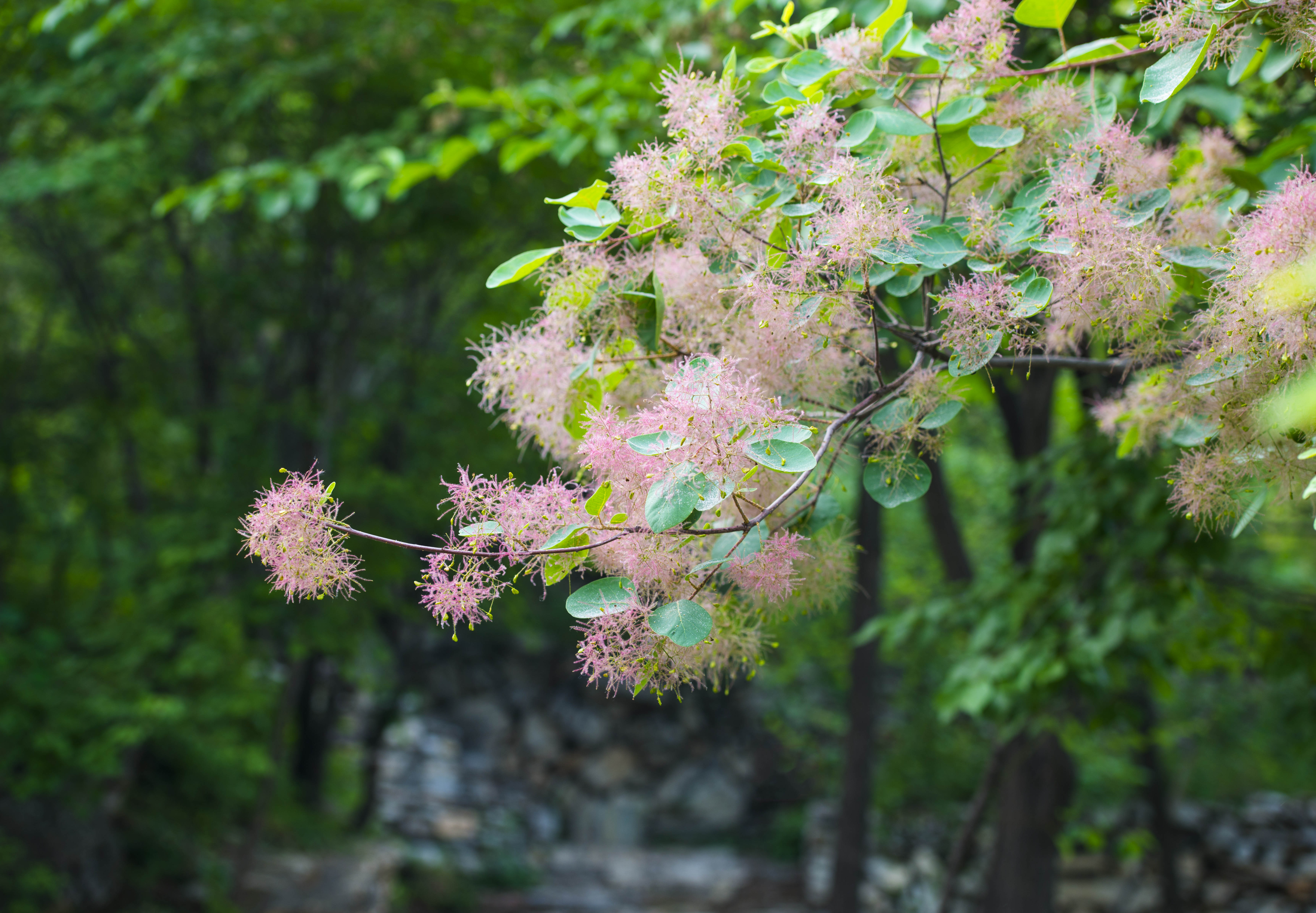 摘一簇黄栌花，把浪漫带回姥姥家，但它柔软的花身却让人不舍碰它