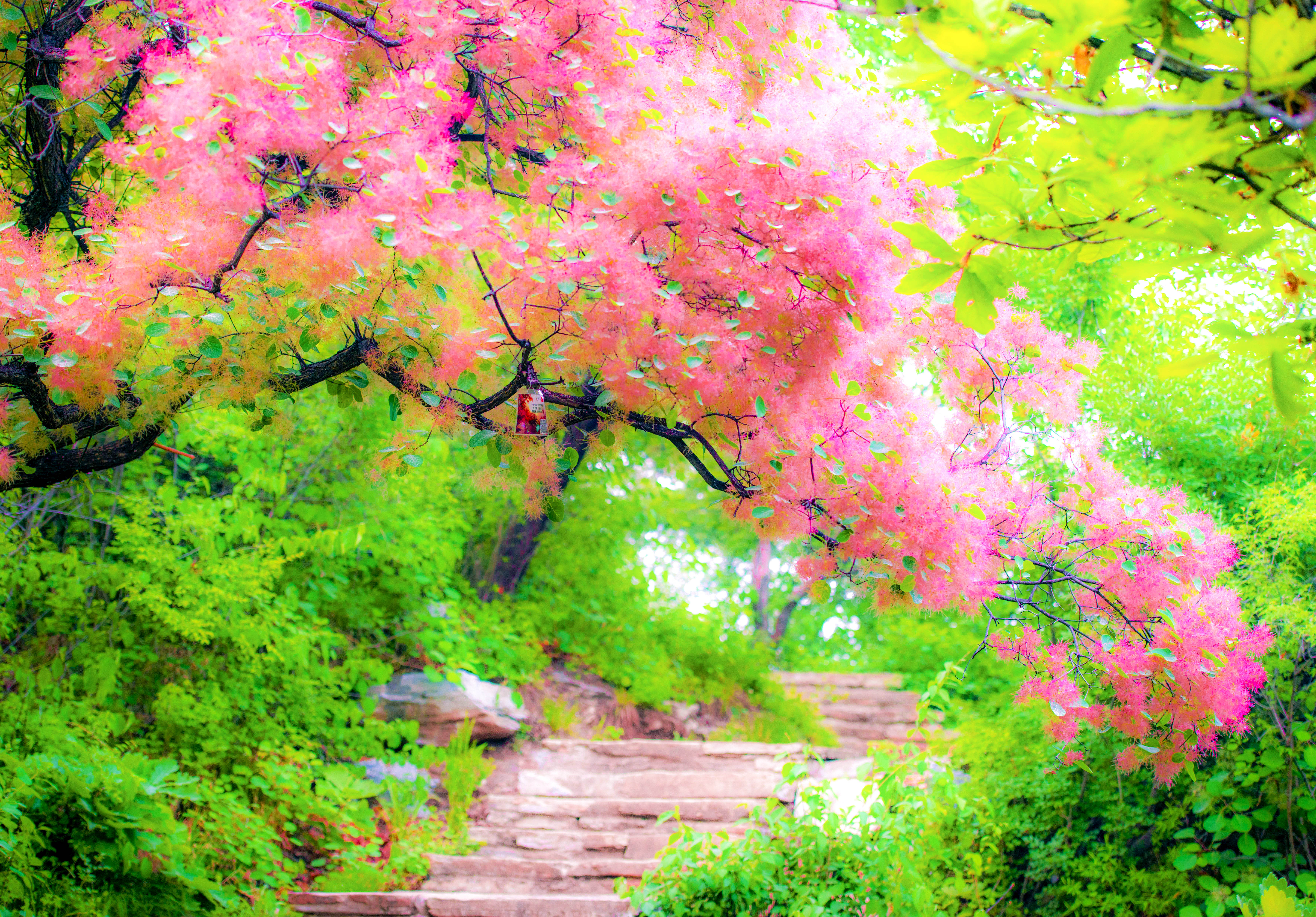 摘一簇黄栌花，把浪漫带回姥姥家，但它柔软的花身却让人不舍碰它