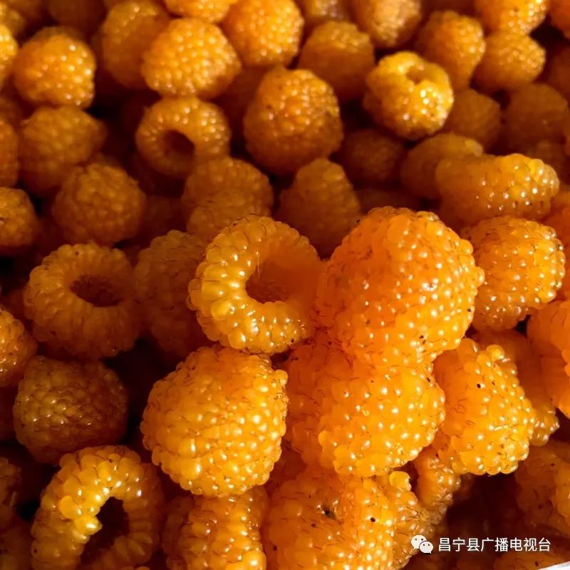 无刺黄泡采摘园昌宁,昌宁摘黄泡的地方