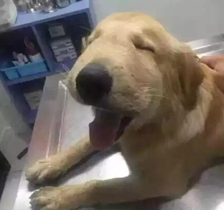 二哈被密蜂蜇,被蜜蜂蜇的狗狗事实上是因为什么