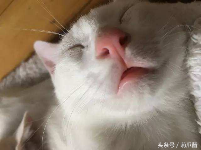 猫咪发情期来了,铲屎官只需要注意三件事