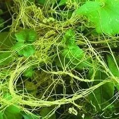 骆驼在沙漠里吃东西的视频,沙漠带刺植物骆驼吃有营养吗