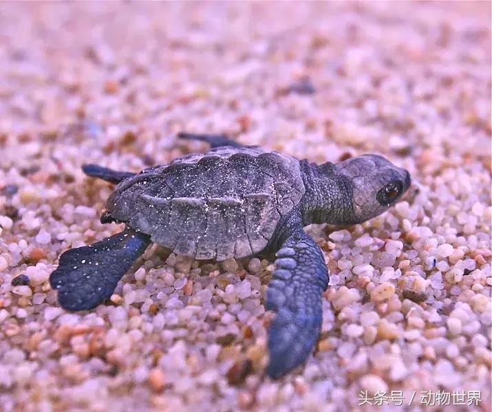 世界海龟日古老的爬行动物,世界海龟日它们奔赴星辰大海