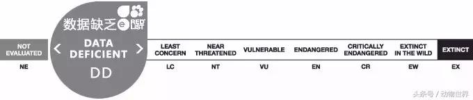 世界海龟日古老的爬行动物,世界海龟日它们奔赴星辰大海