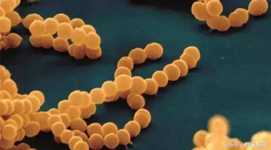 养观赏鱼em菌有必要吗,鱼缸养鱼em菌的正确使用方法