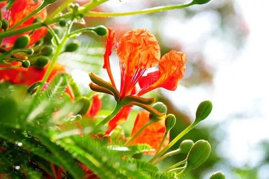 南国有嘉木的下一句是什么,南国有嘉木出处