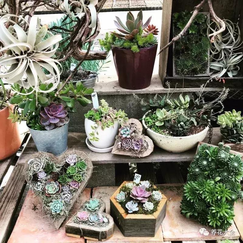 老外私家花园景观,国外多肉花园