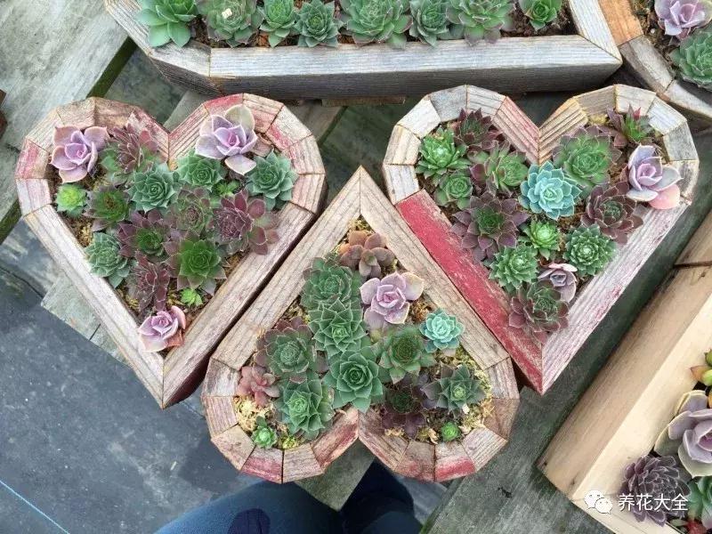 老外私家花园景观,国外多肉花园