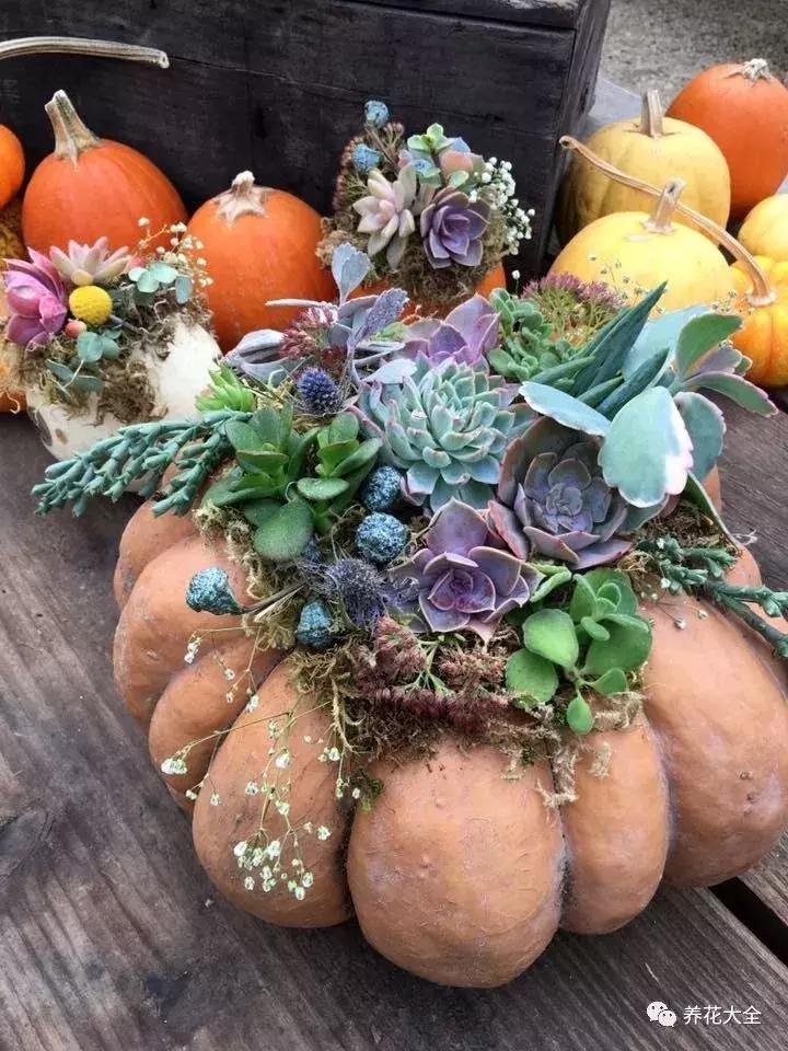 老外私家花园景观,国外多肉花园