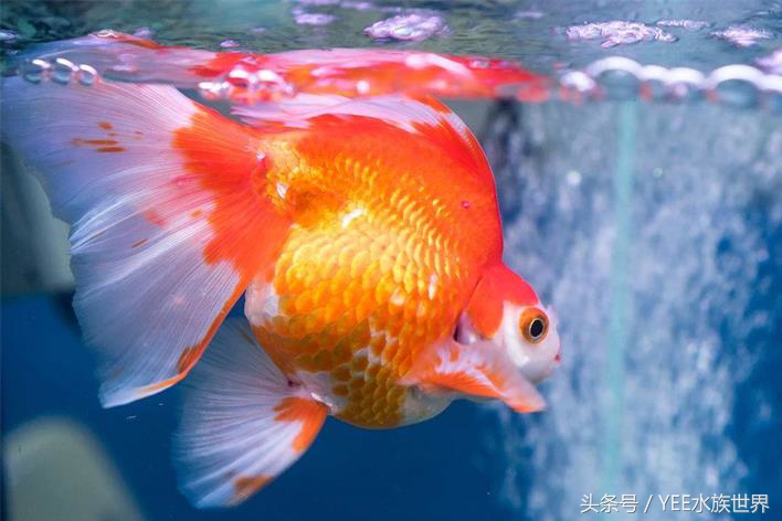 一条金鱼的讲述，如何度过鱼缸里发生的苦难浩劫